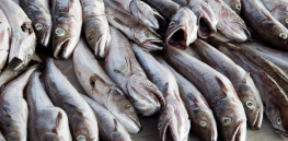 Decades of fishing permanently rewired the DNA of cod